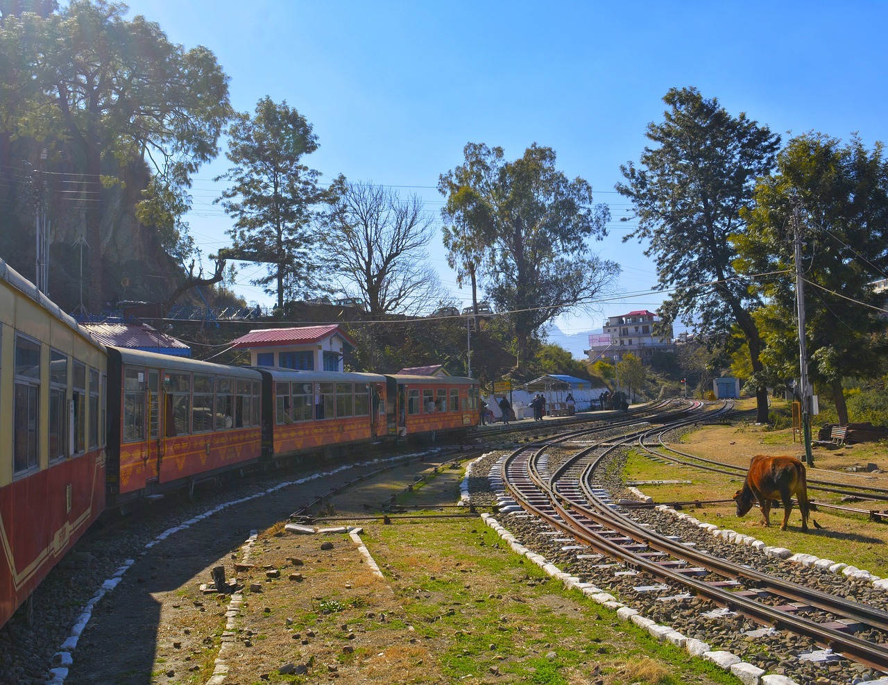 Shimla