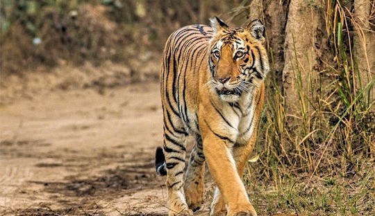 Uttarakhand tour package for 09 nights 10 days