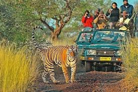 Ranthambore: Where Majestic Wildlife Meets Ancient History