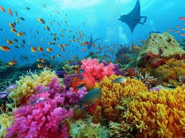 Havelock Island