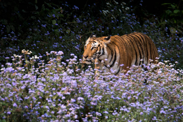 Discover Jim Corbett: A Wilderness Wonderland of Tigers and Tranquility