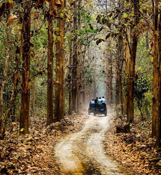 Jim Corbett Tour Package For 1Nights 2Days - Travel On Ease