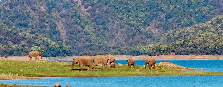 Jim Corbett