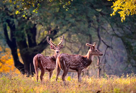 Jim Corbett