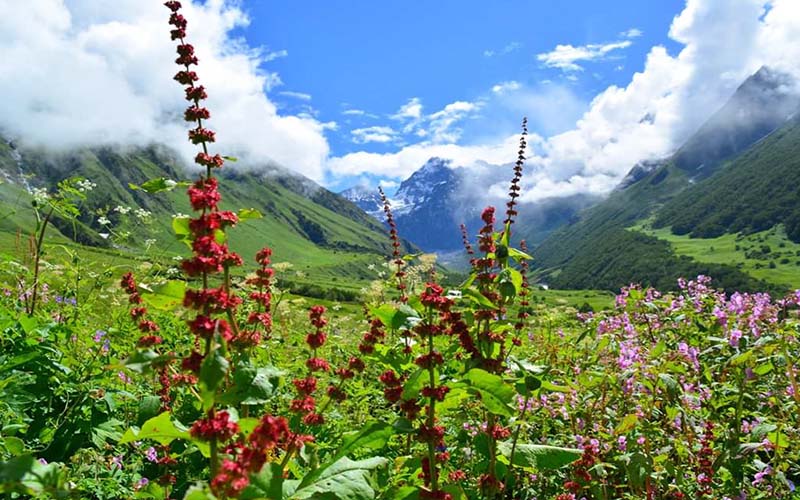 Joshimath tour package for 4Nights 5Days - Travel On Ease