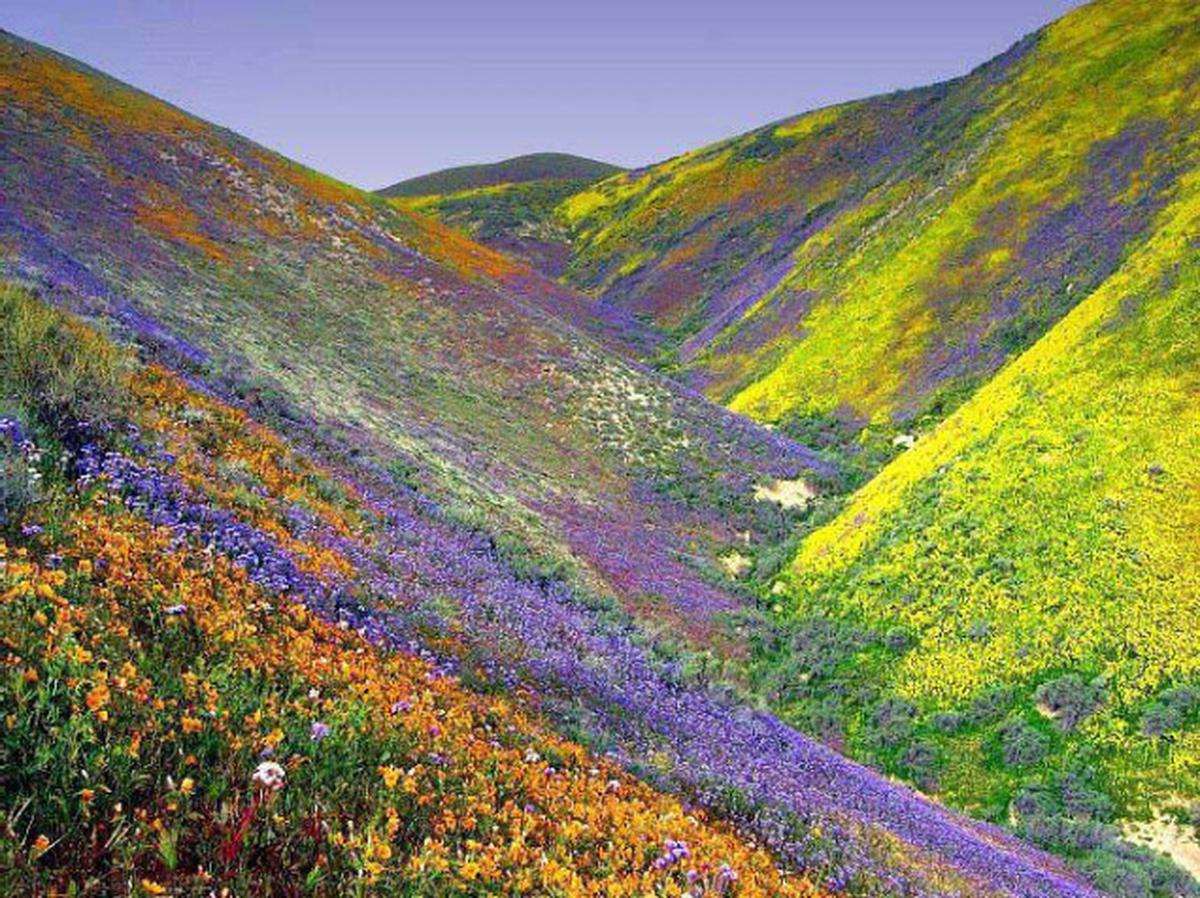 Valley of flower tour package for 1Night 2Days - Travel On Ease