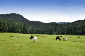 Himachal  Honeymoon Packages for 9Night 10 Days - Travel On Ease