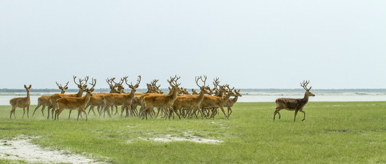 Kaziranga Safari Package For 4 Nights 5 Day