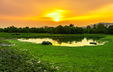 Kaziranga Safari Package For 2 Nights 3 Day