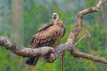 Kaziranga