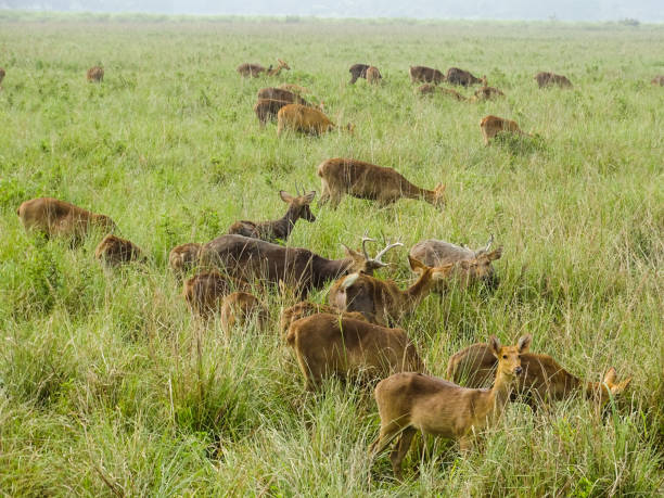 Kaziranga Safari Package For 2 Nights 3 Day