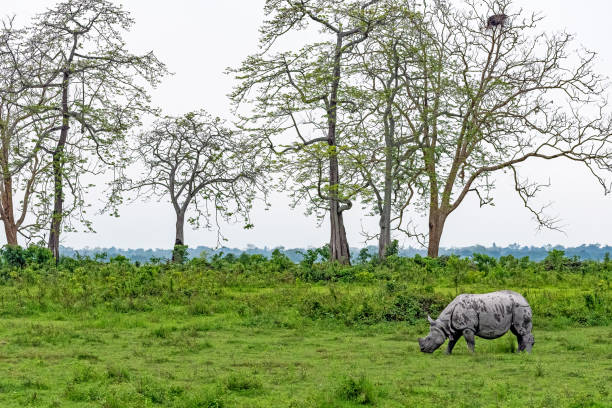 Kaziranga Safari Package For 7 Nights 8 Day