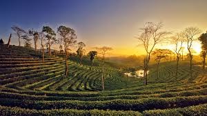 Assam Package For 2 Nights 3 Days