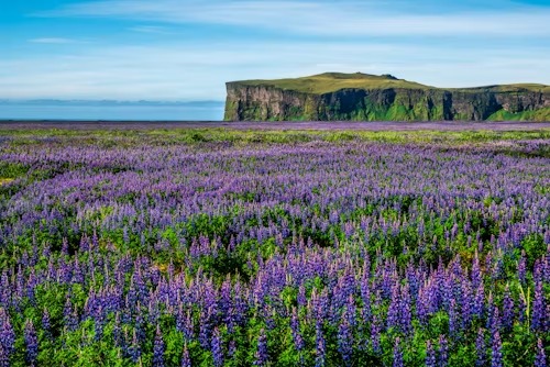 Valley of Flowers  Tour Package 4 Nights  5 Days