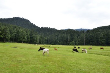 Dalhousie