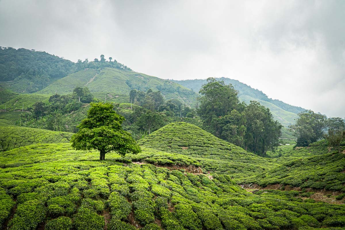 Kuala Lumpur Cameron Highlands tour package for 5 Nights 6 Days