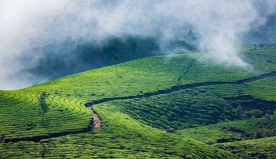 Munnar Alappuzha tour package for 3 Nights 4 Days