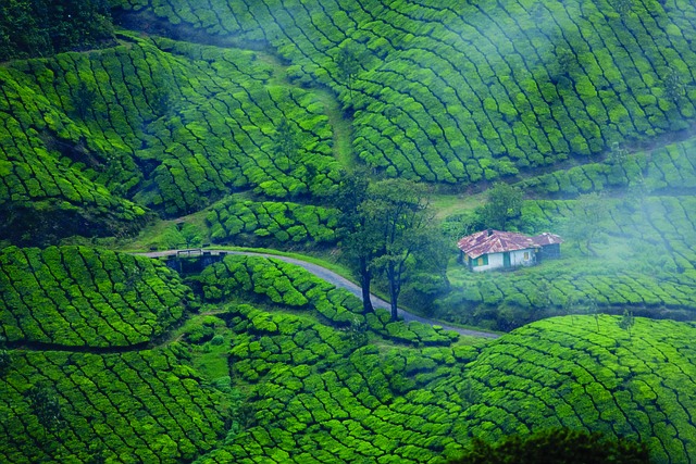 Kerala  Adventure Tour Packages for 2 Night 3 Days.....