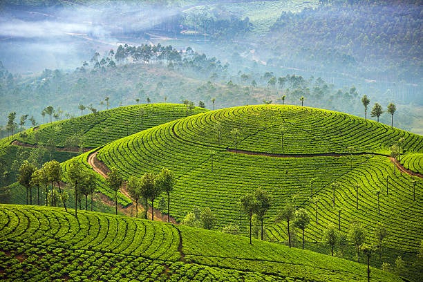 Darjeeling Diaries: A Journey Through the Himalayan Charm