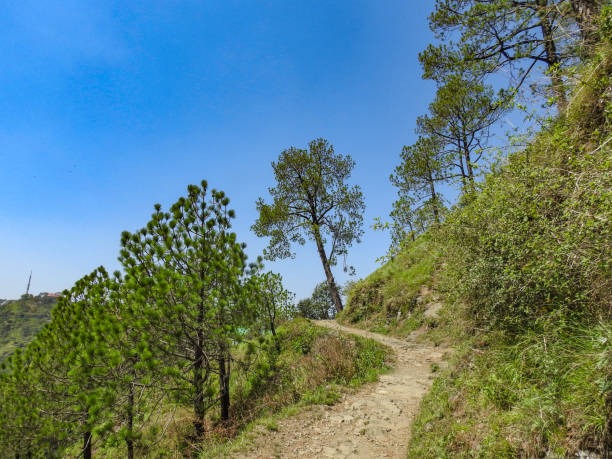 Kasauli Holiday Package: 4 Nights / 5 Days of Tranquility and Nature