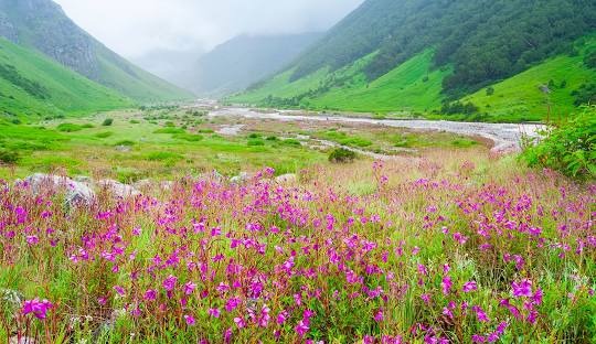 Dehradun  Haridwar Valley of Flowers tour package for 4 Nights 5 Days