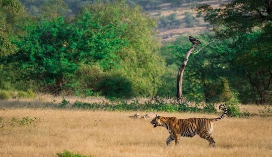 Ranthambore Sariska tour package for 4 Nights 5 Days