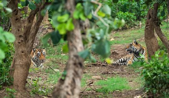 Ranthambore Sariska tour package for 4 Nights 5 Days