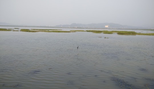 Kaziranga