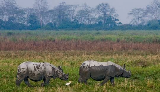 Kaziranga