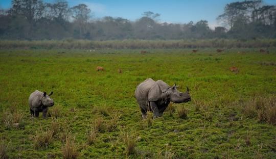 Shillong  Kaziranga  Guwahati tour package for 6 Nights 7 Days