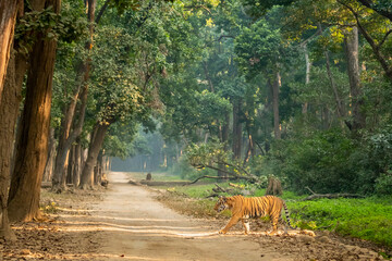 Wildlife Wonders and Safari: Exploring the Uttarakhand -Dehradun, Jim Corbett, and Almora