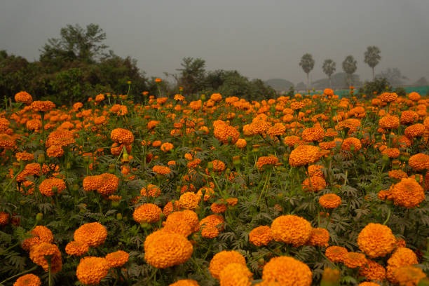 Valley of Flowers Expedition: 8 Nights, 9 Days of Adventure and Nature