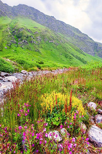 Valley of Flowers Trek: 6 Nights, 7 Days of Scenic Adventure and Spirituality