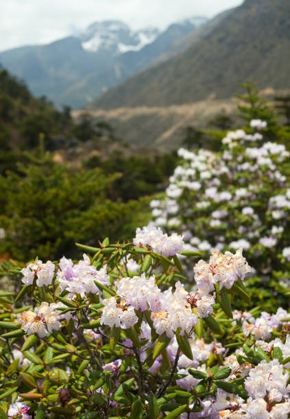 Valley of Flowers in 10 Days: A Short Trek Through Nature's Paradise