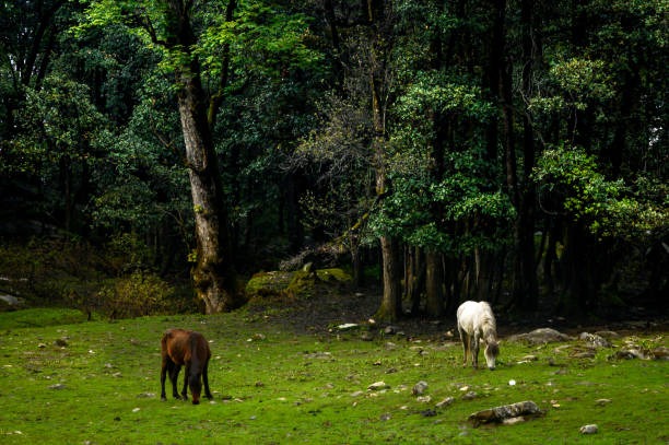 Kasol Adventure: 5 Nights, 6 Days of Serenity and Exploration