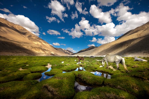 Unveiling the Wonders of Ladakh: A 10-Day Adventure