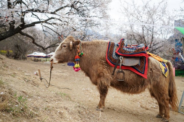 Unforgettable Ladakh: An 8-Day Adventure